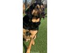 Adopt Tanner a Black - with Tan, Yellow or Fawn Bloodhound / Mixed dog in Mount