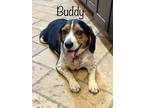 Adopt Buddy - OK a Tricolor (Tan/Brown & Black & White) Beagle / Mixed dog in