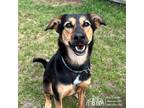 Adopt Lizzy a Black - with Brown, Red, Golden, Orange or Chestnut Saluki / Mixed