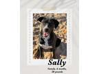 Adopt Sally a Black - with White Catahoula Leopard Dog / Smooth Fox Terrier dog