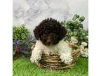 Poodle (Toy) Puppy for sale in Plainville, IN, USA