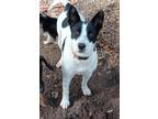 Adopt CK2 Lilly a Australian Cattle Dog / Mixed dog in Wharton, TX (40492681)
