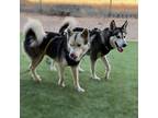 Adopt Poseidon a Black - with Gray or Silver Husky / Mixed dog in Vail