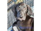 Adopt Beasley a Black Great Dane / Mixed dog in Jupiter, FL (39558195)