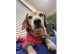Adopt Tomas a Dachshund / Beagle / Mixed dog in El Cajon, CA (40498884)