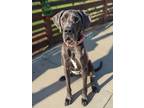 Adopt Jemma a Great Dane / Mixed dog in El Cajon, CA (40498881)