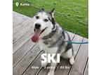 Adopt Ski a Black - with White Husky / Mixed dog in Duluth, GA (40498879)