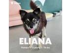 Adopt Eliana a Black - with White Pomeranian / Mixed dog in Duluth