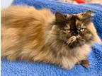 Adopt Crookshank (Pixie) a Persian / Mixed (long coat) cat in Freeport