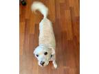 Adopt JENNY-Help Needed a White Bichon Frise / Poodle (Miniature) / Mixed dog in