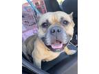 Adopt Shauna a Tan/Yellow/Fawn - with White Pit Bull Terrier / Mixed dog in