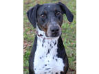 Adopt Apollo a Black Doberman Pinscher / Dalmatian / Mixed (short coat) dog in