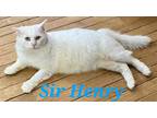 Adopt Sir Henry a White Domestic Longhair (long coat) cat in schenectady