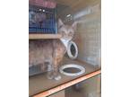 Adopt Sam a Spotted Tabby/Leopard Spotted Domestic Shorthair / Mixed cat in