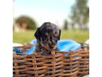 Dachshund Puppy for sale in Sabina, OH, USA