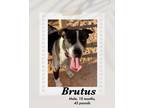 Adopt Brutus a Black - with White American Pit Bull Terrier / Boxer dog in