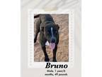 Adopt Bruno a Black - with White American Pit Bull Terrier / Boxer dog in