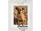 Adopt Dalton a Brown/Chocolate - with Black Black Mouth Cur / Shepherd (Unknown