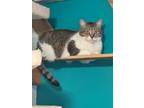 Adopt Claire a Gray or Blue (Mostly) Domestic Mediumhair (medium coat) cat in