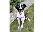 Adopt Danny Boy a Black - with White Border Collie / Labrador Retriever / Mixed