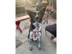 Adopt Zorro a Black - with White Blue Heeler / Cattle Dog / Mixed dog in
