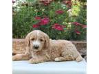 Goldendoodle Puppy for sale in Lexington, IN, USA