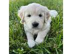 Golden Retriever Puppy for sale in Newberg, OR, USA