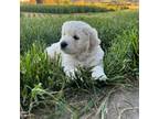 Golden Retriever Puppy for sale in Newberg, OR, USA