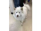 Adopt Mahoosuc a White American Eskimo Dog / Mixed dog in Fort Worth