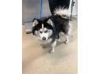 Adopt Kinsman a Black American Eskimo Dog / Mixed dog in Fort Worth