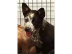 Adopt Phantom a Black Australian Cattle Dog / Mixed dog in Waupaca