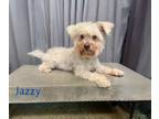 Adopt Jazzy a White Maltipoo / Mixed dog in Shreveport, LA (40495620)