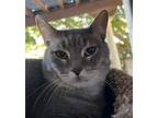 Adopt Tesoro Gattino a Gray, Blue or Silver Tabby Domestic Shorthair / Mixed