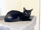 Adopt Polly a All Black Domestic Shorthair (short coat) cat in West Hartford