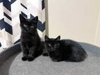Adopt Noelle a All Black Domestic Shorthair (short coat) cat in West Hartford