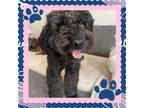 Adopt Jello a Black Poodle (Miniature) / Mixed dog in New York, NY (39946737)