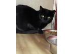 Adopt Blackie 2 a All Black Domestic Shorthair / Domestic Shorthair / Mixed cat