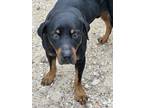 Adopt Big Guy {BG, Beeg} a Black - with Tan, Yellow or Fawn Rottweiler /
