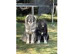 Adopt Thor /yasha a Black - with Gray or Silver Alaskan Malamute / Caucasian