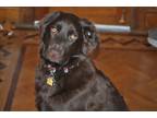 Adopt Charlie a Brown/Chocolate Labrador Retriever / Mixed dog in Palisade