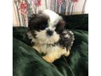 Shih Tzu Puppy for sale in Metairie, LA, USA