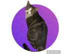 Adopt Mary Jane a Brown Tabby Domestic Shorthair (short coat) cat in Endicott