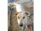 Adopt Mufasa a White - with Brown or Chocolate Shepherd (Unknown Type) / Collie