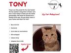 Adopt Tony a Orange or Red Tabby Domestic Shorthair (short coat) cat in Mt