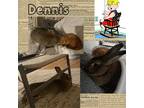 Adopt Dennis a Agouti American / Mixed (short coat) rabbit in San Jose