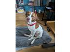 Adopt Tugger a Beagle / American Pit Bull Terrier / Mixed dog in Bloomington