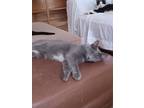 Adopt Mandy a Domestic Shorthair / Mixed (short coat) cat in Bloomington