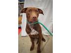 Adopt ECAC2 Ray a Labrador Retriever / Mixed dog in Wharton, TX (39219421)