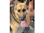 Adopt TJ Clyde a German Shepherd Dog / Mixed dog in Wharton, TX (39611264)
