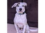 Adopt Rex a Border Collie / Mixed Breed (Medium) / Mixed dog in Warren